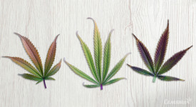 Виды марихуаны и их действие