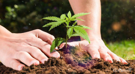 Тест: Подбери сорт для аутдора