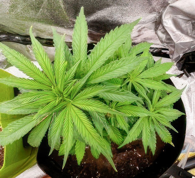 Проведение LST и дефолиации Куст Dark Phoenix на 5-6 неделе выращивания