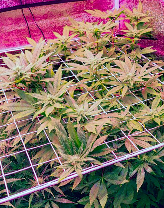 Куст RS11 на 10 неделе выращивания