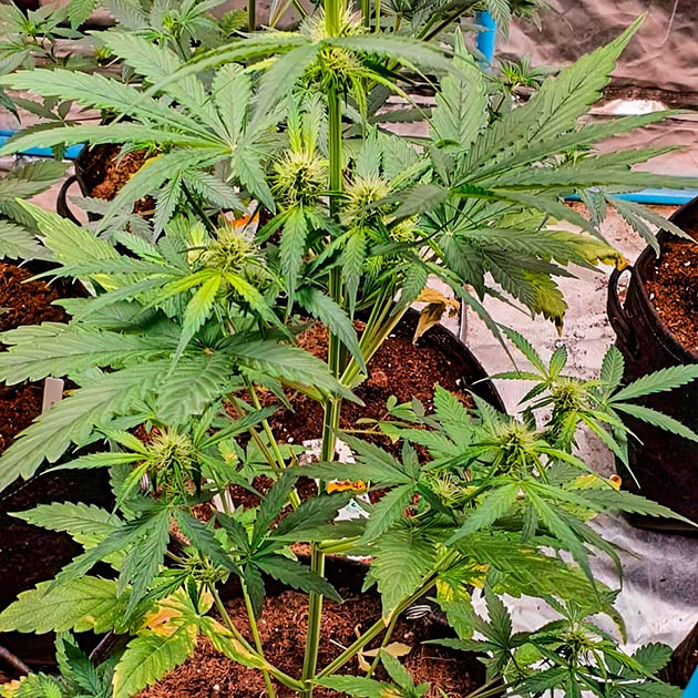 Куст Keep Frosted Guava Auto от Seedkeepers на 5 неделе