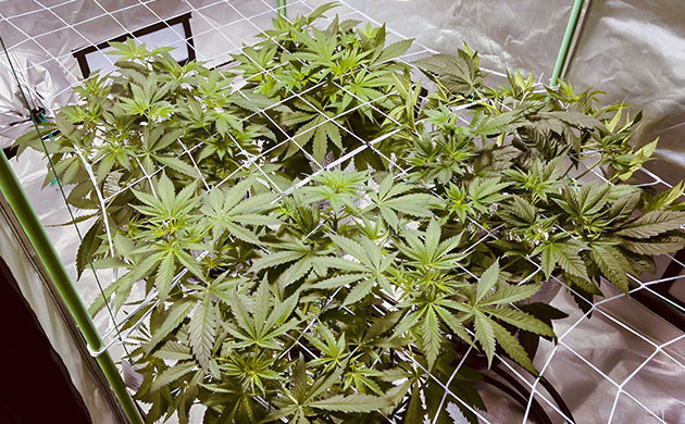 Кусты под ScrOG сеткой