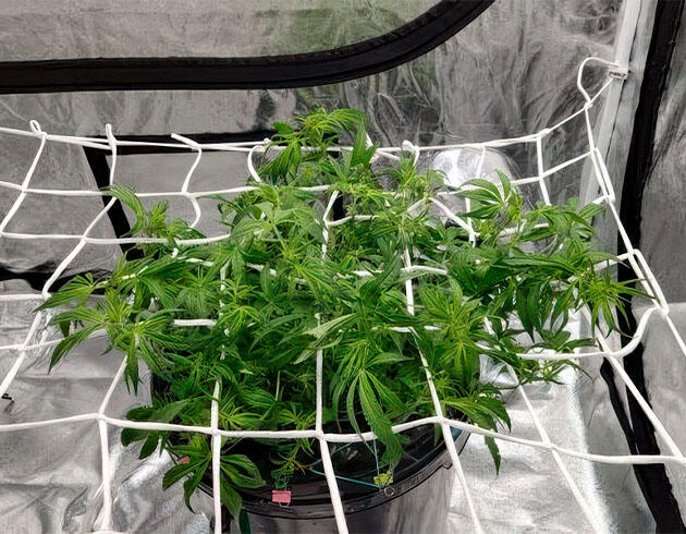Конопля под сеткой ScrOG