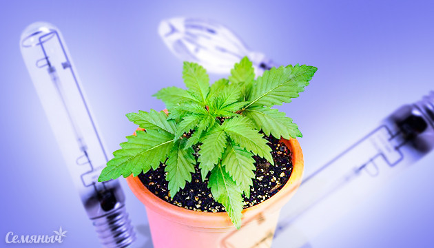 Лампы ДНаТ для каннабиса