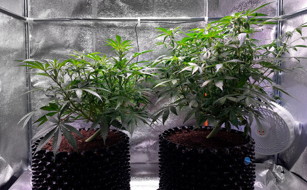 Суперкроппинг на 6 неделе выращивания