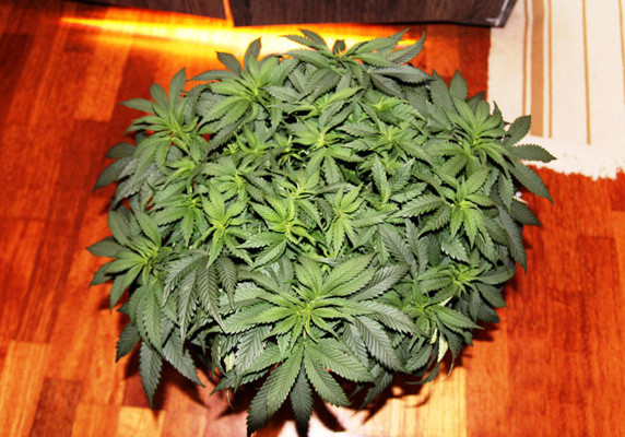 Вегетация Jack Herer