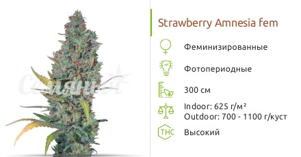 Strawberry Amnesia fem (Dinafem Seeds)