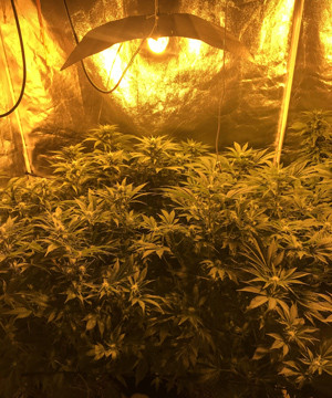 4 неделя цветения