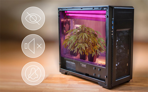 Стелс гровинг каннабиса