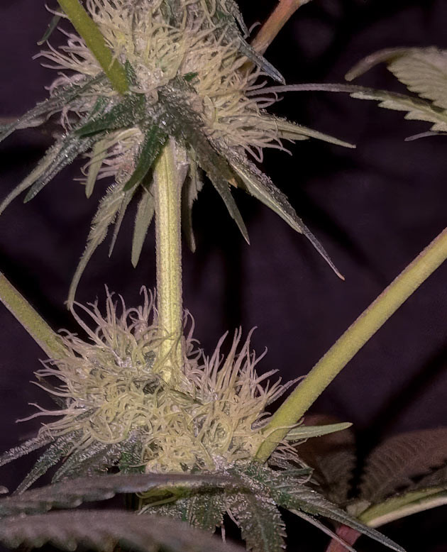 Конопля ростом 46,5 см