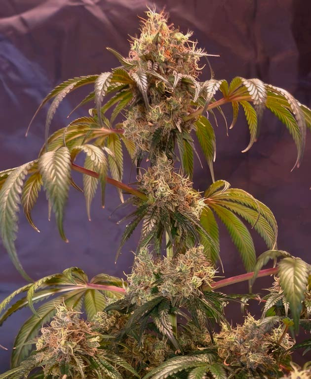 Мутные трихомы каннабиса