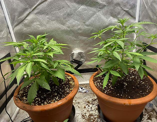 Стимуляция роста куста Banana Purple Punch Auto