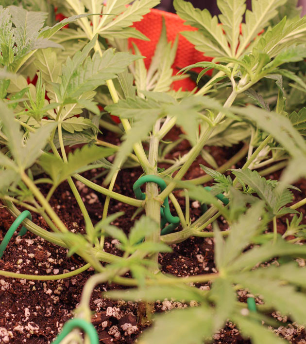 Закрепление листьев для фотосинтеза