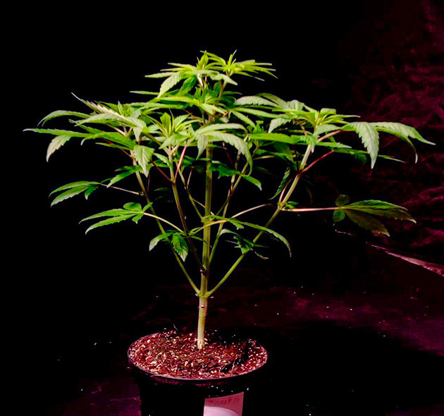 Перевод на цветение растения Sweet Cherry Pie