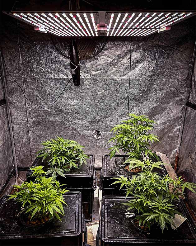 Wedding Cheesecake выше других кустов в боксе