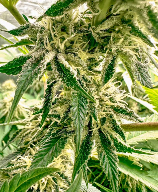 Цветение конопли сорта Shawty R1