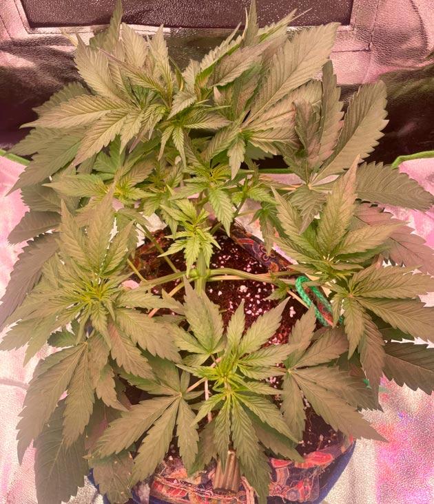 Куст Fullgas от GHS на 3 неделе выращивания