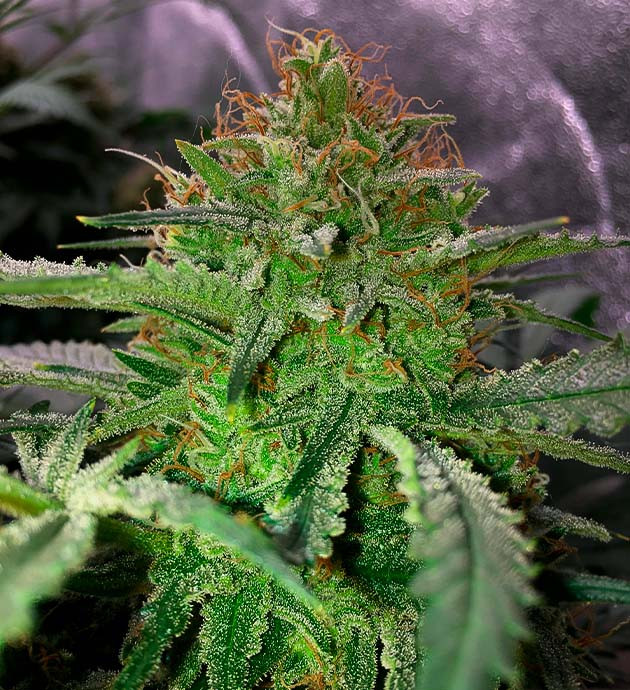 Шишка Grandaddy Purple