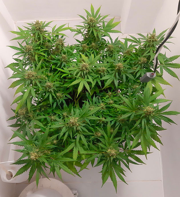 Gorilla Auto: стимуляция роста