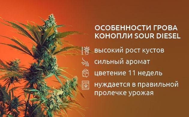 Как растёт Sour Diesel?