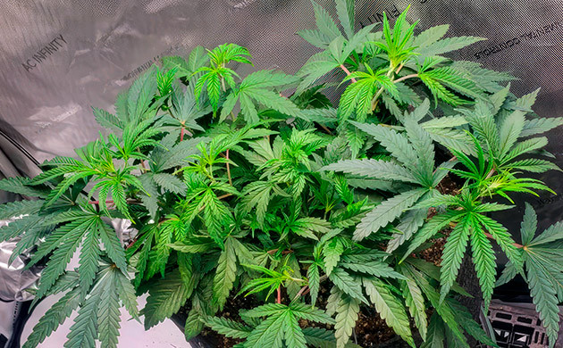 Вегетация каннабиса