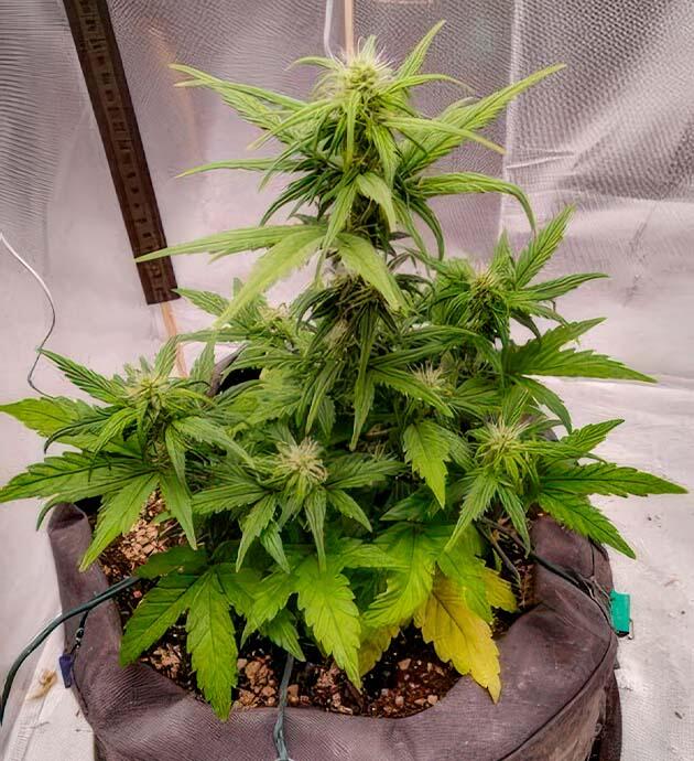 +Speed Auto от Sweet Seeds