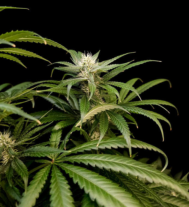 Куст Tropicana Cookies FF от FastBuds на 11 неделе