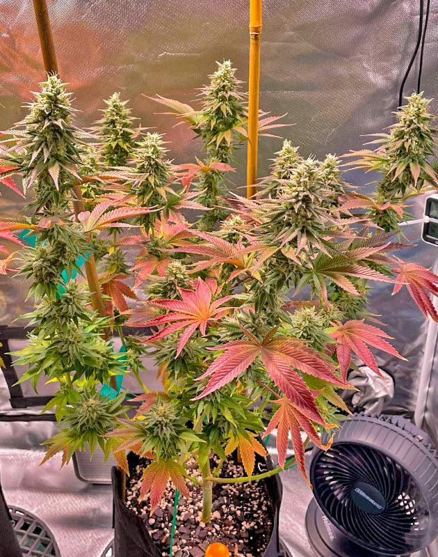 Куст White Wedding RBX от Ethos Genetics на 13 неделе выращивания