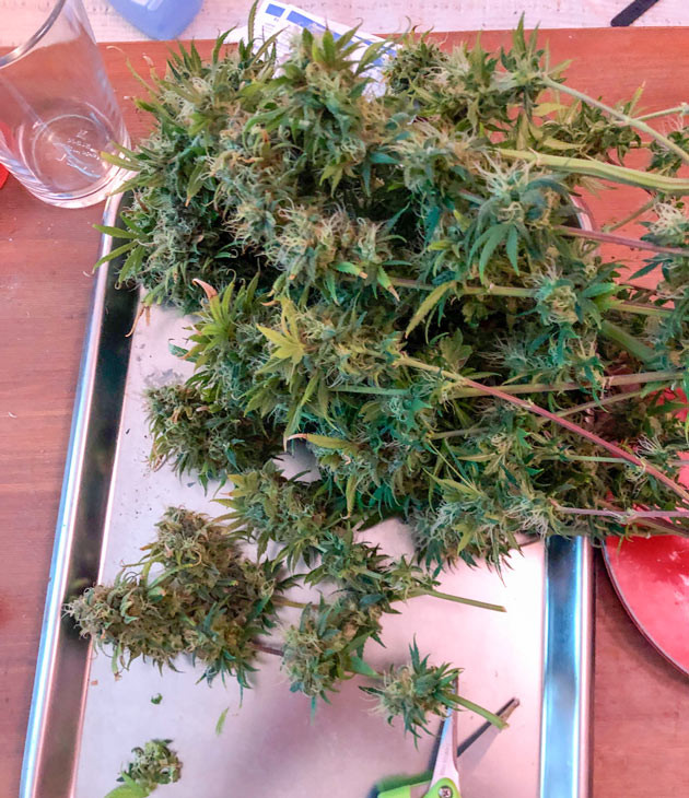 Собранные шишки сорта Euforia X