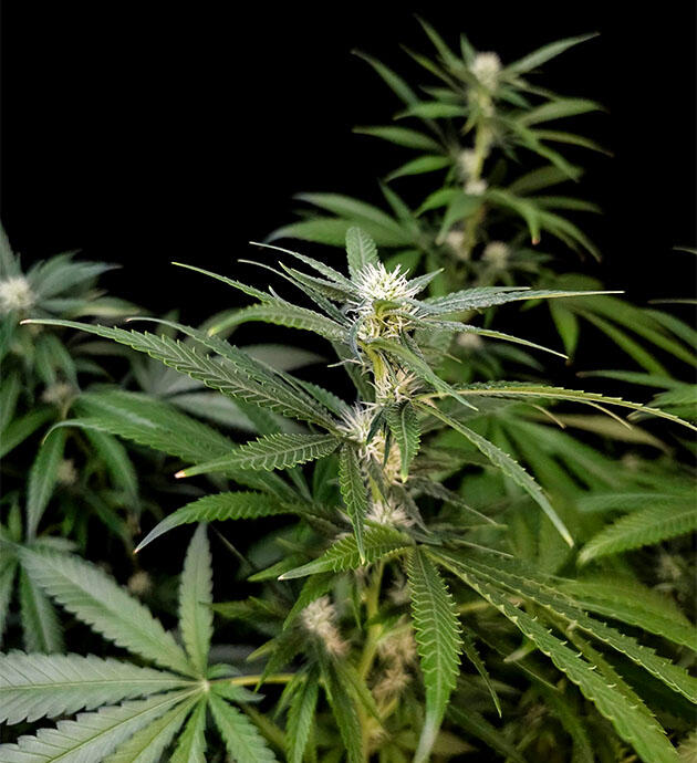 Куст Tropicana Cookies FF на фазе цветения