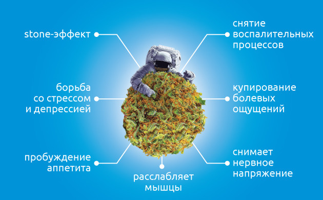 Индика: вид марихуаны и его действие