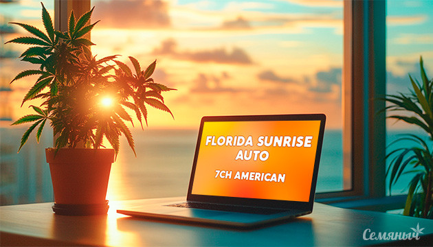 Гроурепорт Florida Sunrise Auto от 7CH American