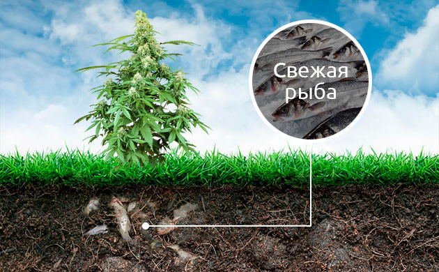 Свежая рыба при нехватке кальция в конопле