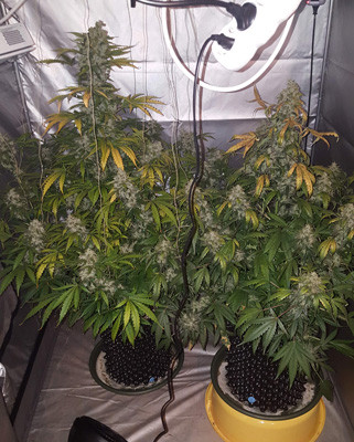 Два куста марихуаны Auto White Widow в гроутенте
