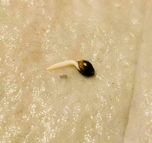 Росток сорта конопли Gorilla 4 Autoflower