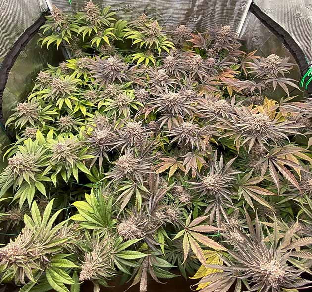 Световая депривация сорта King's Juice от GHS