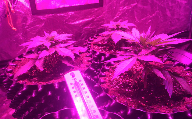 Вегетация Auto White Widow fem