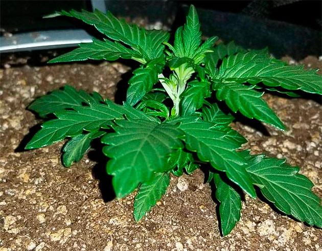 Quarter Pounder Autoflower ростом 10 см