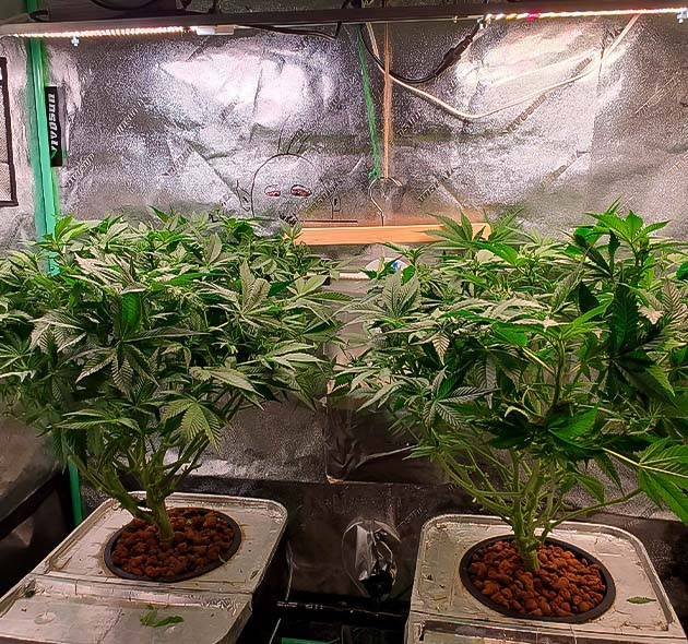 6 неделя выращивания конопли