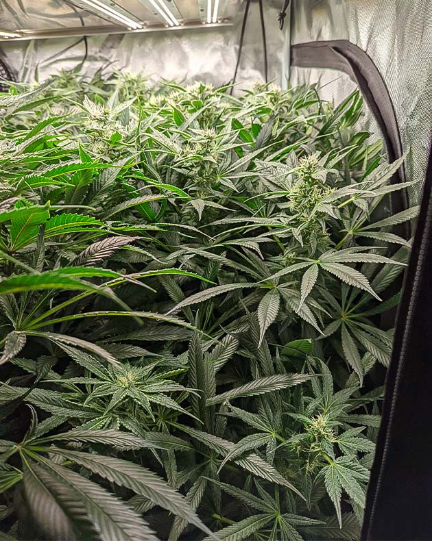 Куст заполнивший все пространство гроубокса