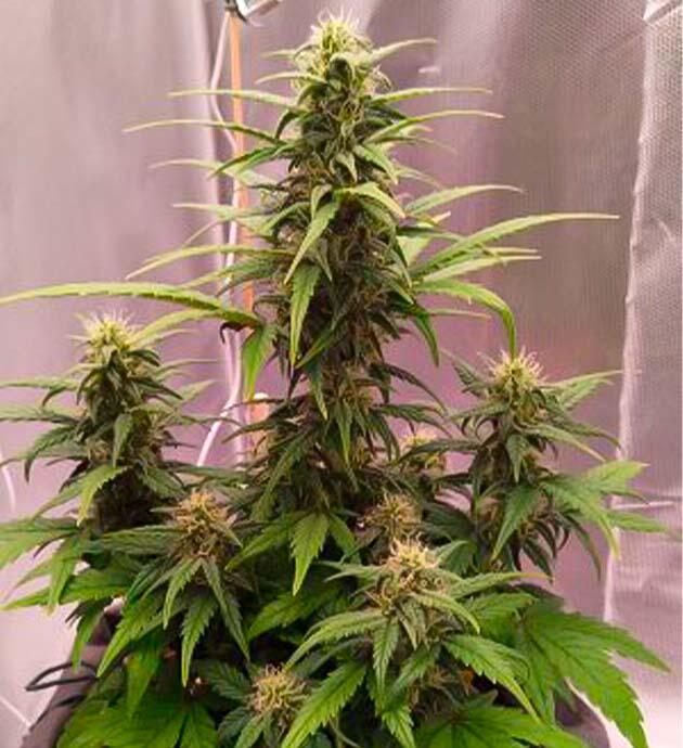 Финальная стадия и подготовка к срезу Марихуана на 7 неделе цветения