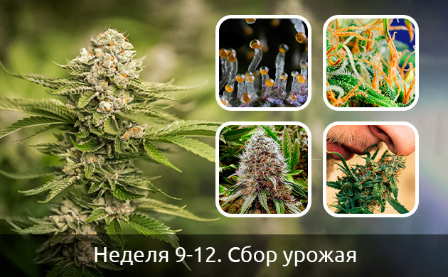 Сбор урожая автоцветов