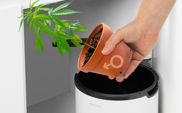 Выбрасывание в мусор конопли с мужскими признаками