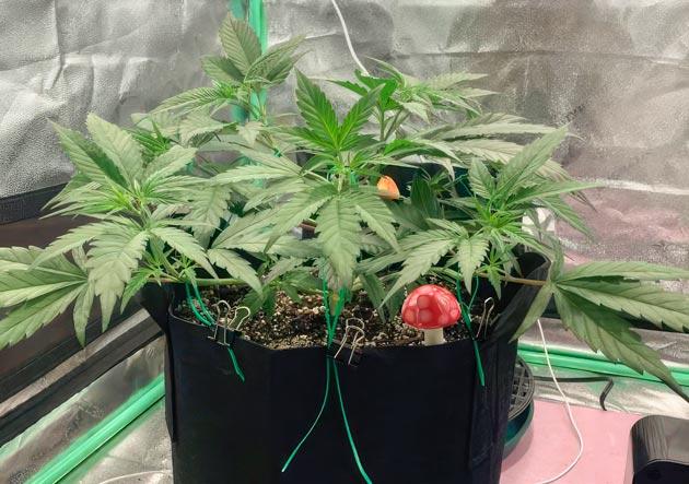 Конопля Punchberry Cookies RBX после повторного топпинга и растяжки ветвей