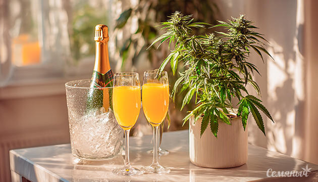 Mimosa — легендарный сорт конопли