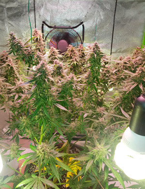 Конопля в гроубоксе