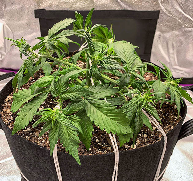 Обрезка верхушки автоцвета и растягивание ветвей