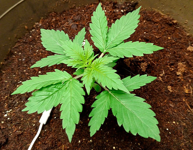 Куст Florida Sunrise Auto от 7CH American на 3 неделе