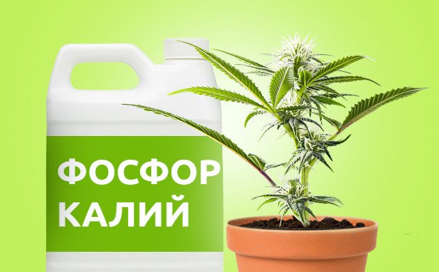 Фосфор и калий для цветения конопли