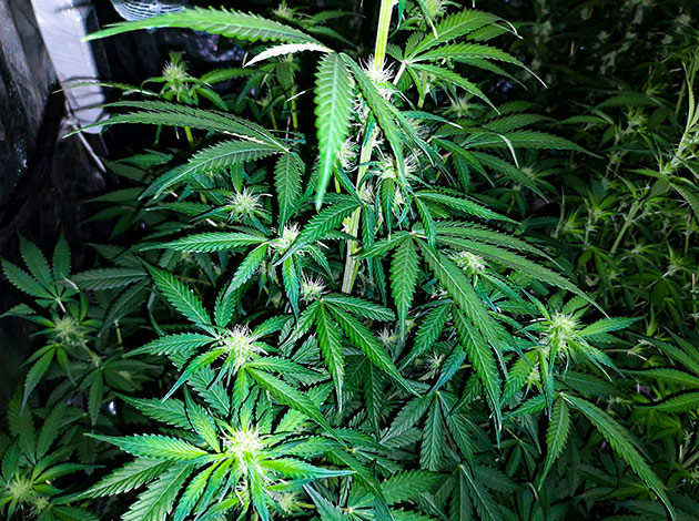 Куст Tashkenti Auto на 7 неделе выращивания